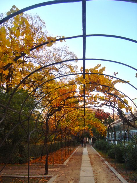El jardín Botánico de Madrid. Historia y descripción de uno de los espacios más interesantes de la capital de España     