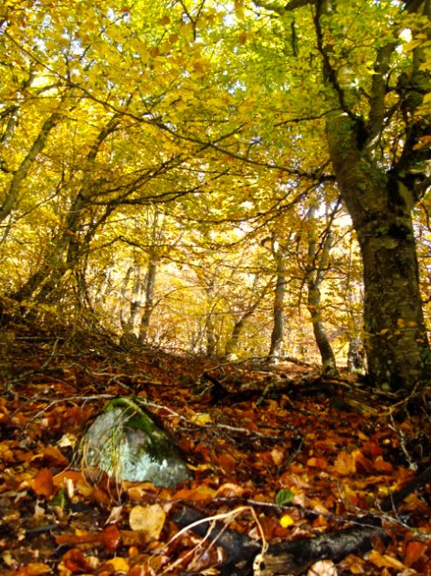 Foto en Otoño de los bosques de Riaza 