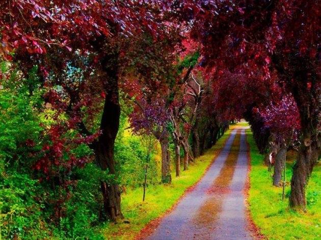 Villaviciosa. La comarca de la Sidra. Un lugar donde se rinde culto a la tierra fértil y a la manzana