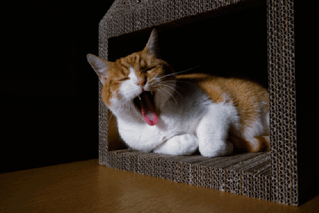Qué te parece si  dejas a tu gato dormir en esta casa de cartón 
