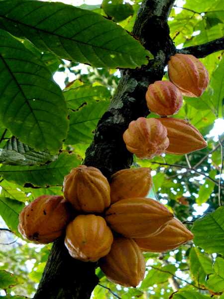 El chocolate, ese alimento que tantas reacciones nos produce en nuestro cuerpo 