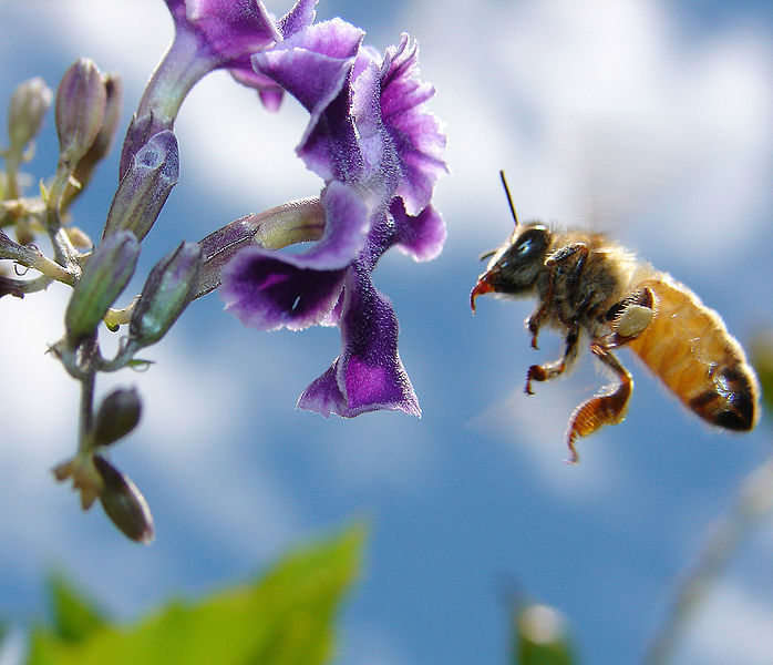 Las abejas en las azoteas de los edificios de nuestras ciudades 