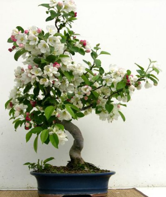 Cultivo del bonsai manzano, un pequeño árbol frutal