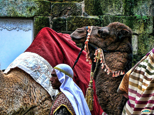 ¿Qué comen los camellos de los Reyes Magos de Oriente? 