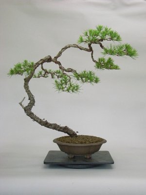 El cuidado del bonsái
