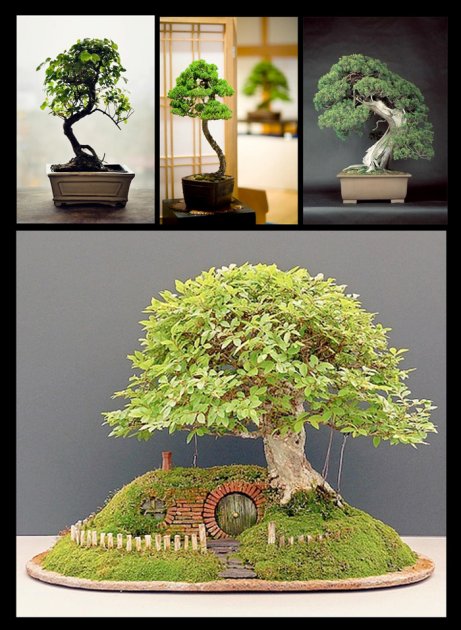 Las tecnicas de cultivo del bonsai