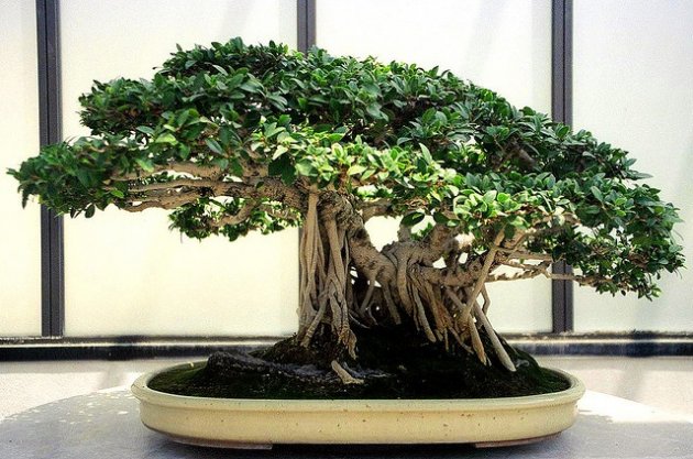 El ficus bonsái. Cuidados y mantenimiento: poda, riego, enfermedades del ficus bonsai