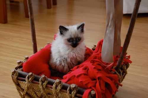 Cómo bañar a un gato, el aseo de los gatitos. Consejos para bañar a un gato  