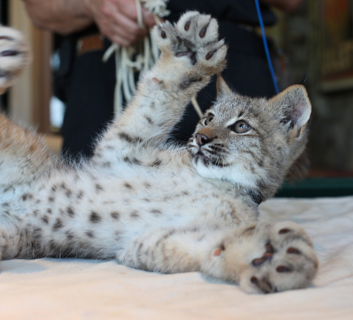 Algunas cosas curiosas de nuestros gatos, lenguaje corporal, aseo, quitarle las pulgas 