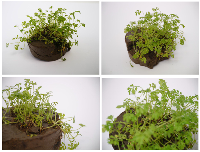 El hormigón semillero que permite el crecimiento de plantas y es biodegradable 