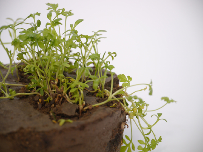 El hormigón semillero que permite el crecimiento de plantas y es biodegradable 