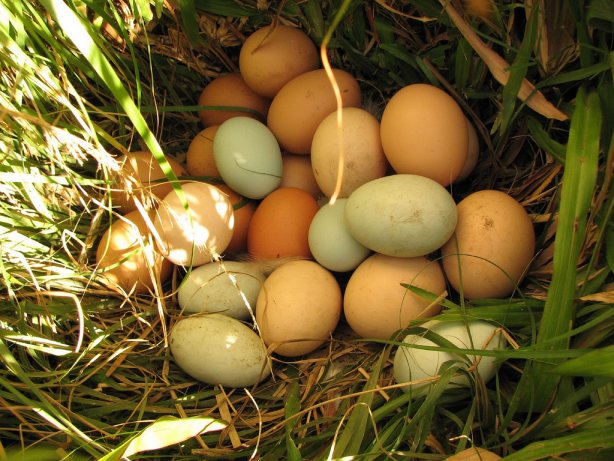 Los huevos, algunos trucos de cocina para cocinarlos  