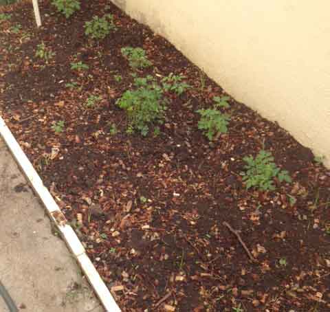 Los jardines de flores están muy bien , pero un huerto es mucho más gratificante 