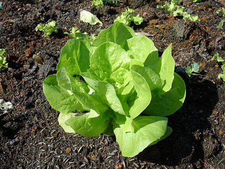 Trucos sencillos para evitar que las verduras pierdan sus cualidades a la hora de cocinarlas o conservarlas 