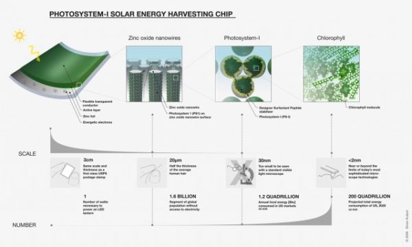 Cómo conseguir a partir de plantas crear paneles fotovoltaicos 