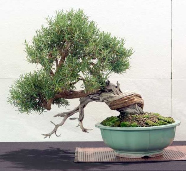 Bonsái de interior. Cultivo del bonsái romero. Técnicas de mantenimiento 