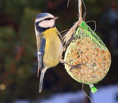 Cómo hacer tu mismo sebo para pájaros