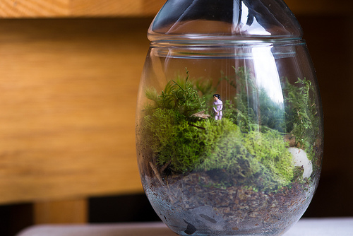 Cómo hacer nuestro propio terrarium con un bote de cristal y un poco de imaginación. 