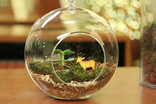 Cómo hacer nuestro propio terrarium con un bote de cristal y un poco de imaginación. 