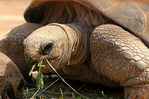 Los animales que más años viven. Los animales más longevos  