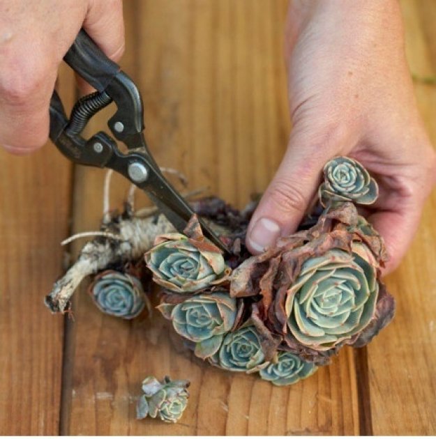 Cómo hacer un original cuadro vegetal con plantas. Un jardín vertical vegetal de pequeña escala hecho por ti mismo 