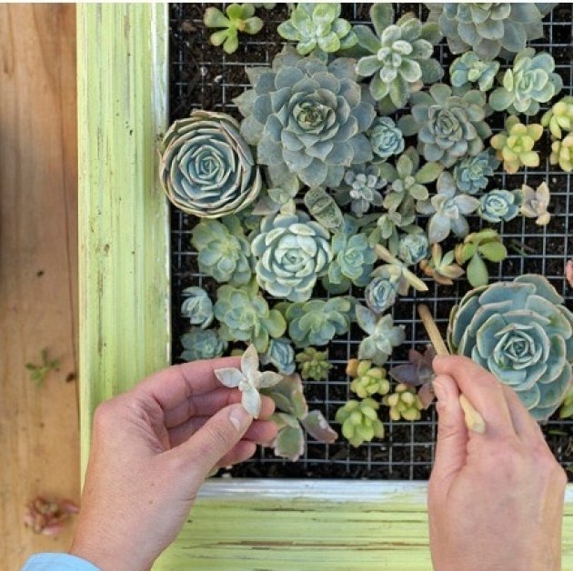 Cómo hacer un original cuadro vegetal con plantas. Un jardín vertical vegetal de pequeña escala hecho por ti mismo 